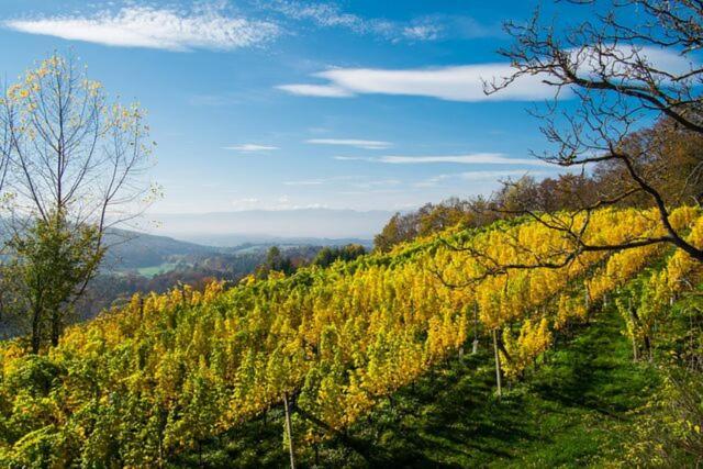 Weingartenhotel Harkamp Südsteiermark Sankt Nikolai im Sausal Exterior foto